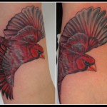 cardinal in color